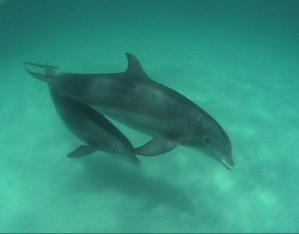 Wild Dolphin Swim Program Workshop